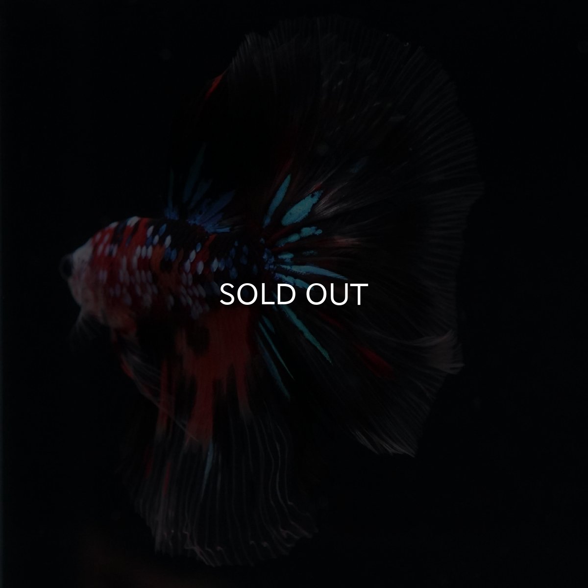 画像6: HM　キャンディギャラクシー (6)