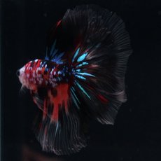 画像6: HM　キャンディギャラクシー (6)