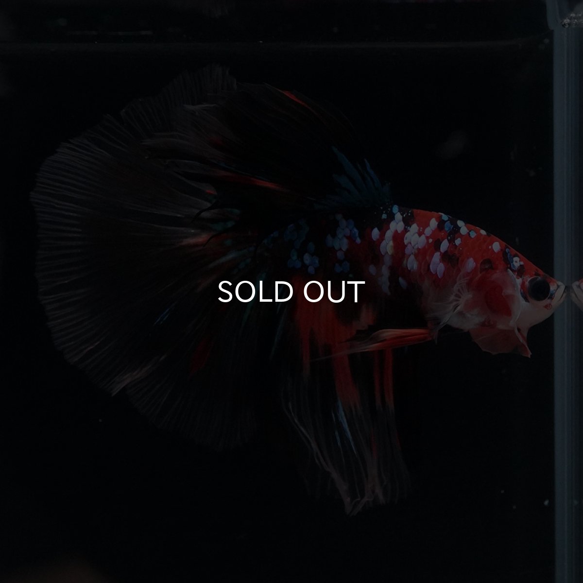 画像5: HM　キャンディギャラクシー (5)