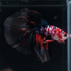 画像5: HM　キャンディギャラクシー (5)