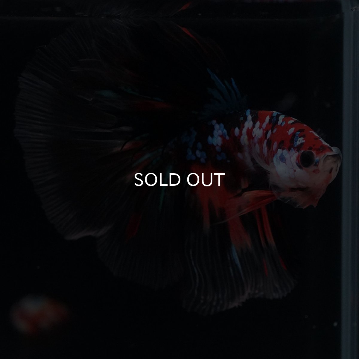 画像4: HM　キャンディギャラクシー (4)