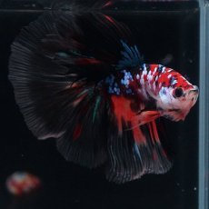 画像4: HM　キャンディギャラクシー (4)