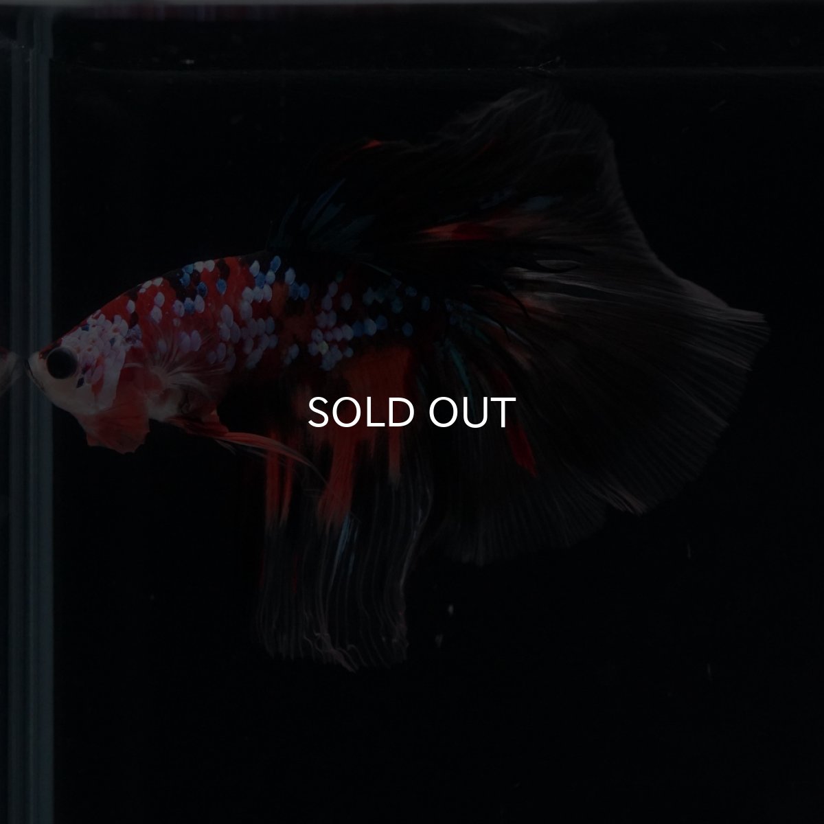 画像3: HM　キャンディギャラクシー (3)