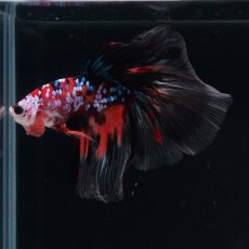 画像3: HM　キャンディギャラクシー (3)