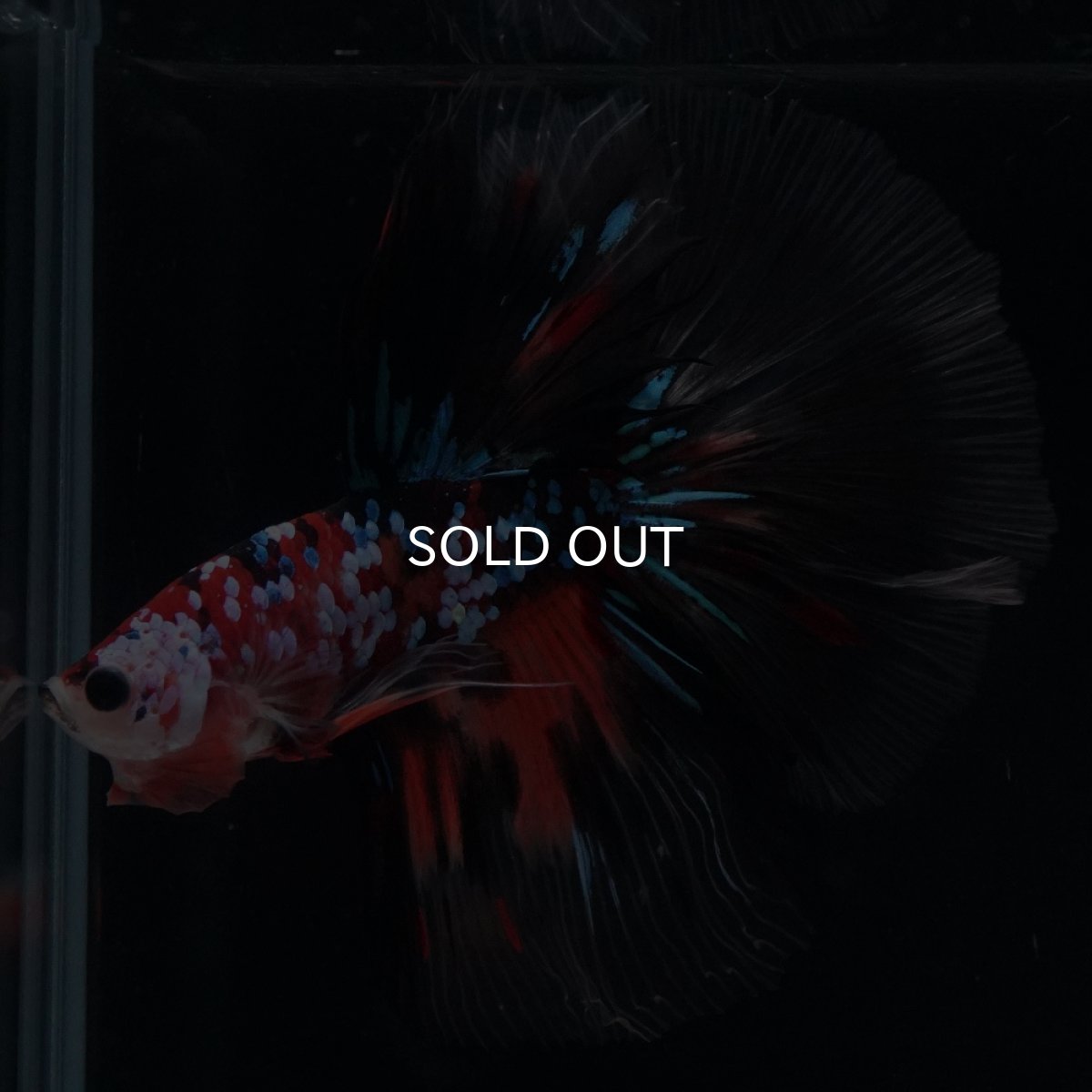 画像1: HM　キャンディギャラクシー (1)