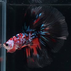 画像1: HM　キャンディギャラクシー (1)