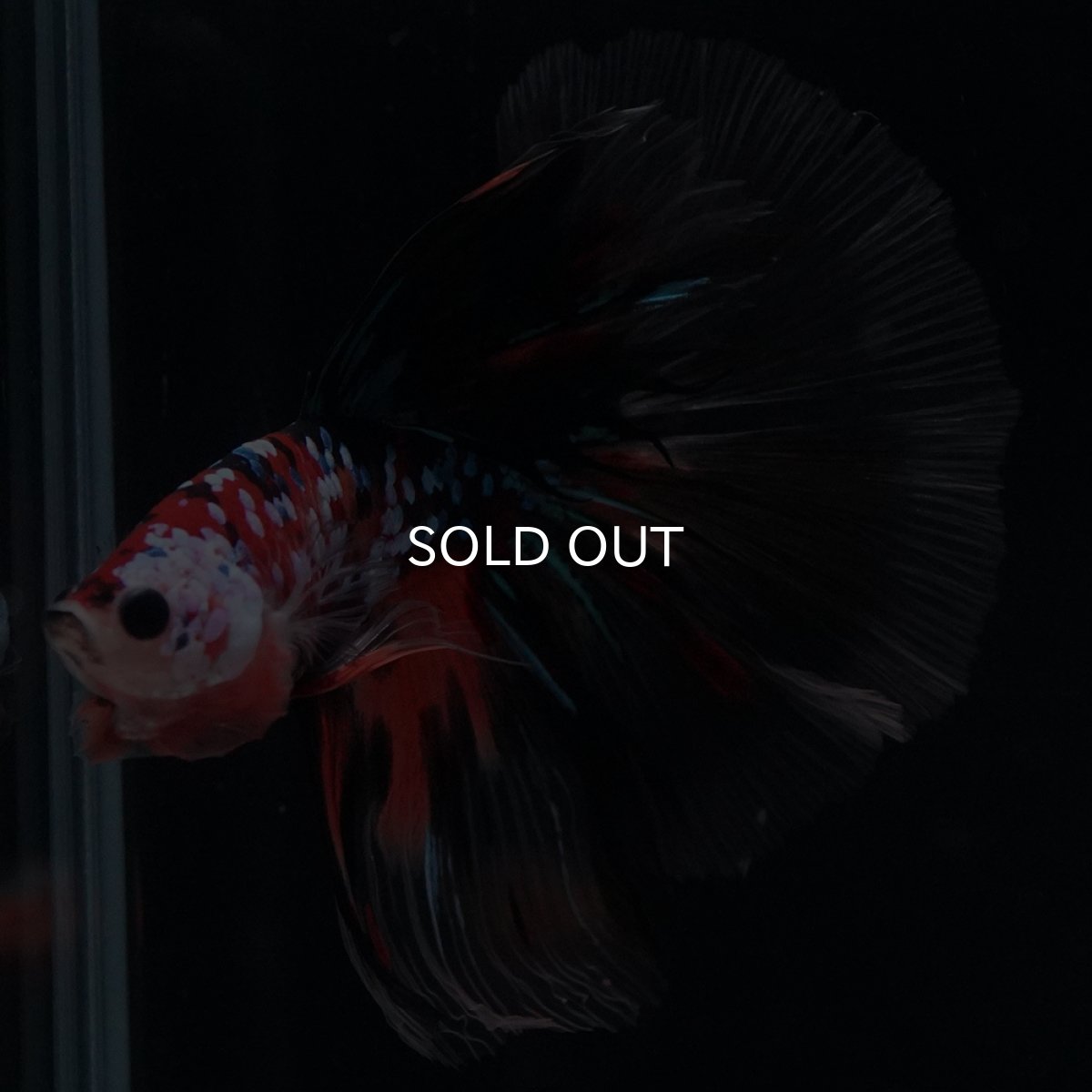 画像2: HM　キャンディギャラクシー (2)