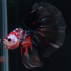 画像2: HM　キャンディギャラクシー (2)