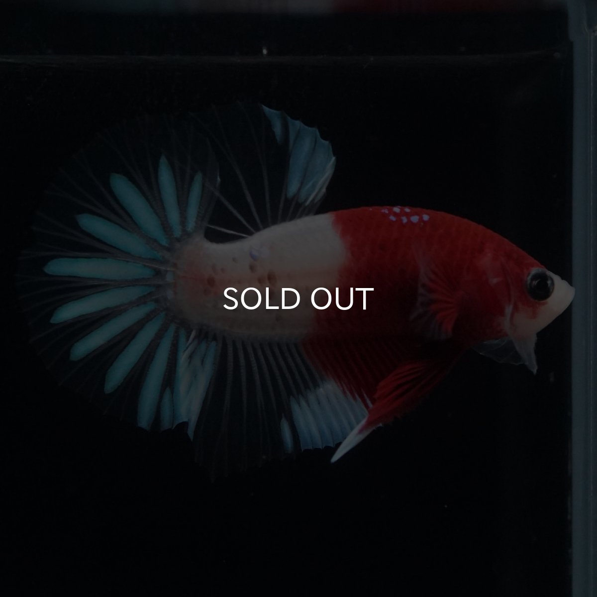 画像16: HMPK　紅白クリアフィン (16)