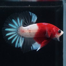 画像16: HMPK　紅白クリアフィン (16)