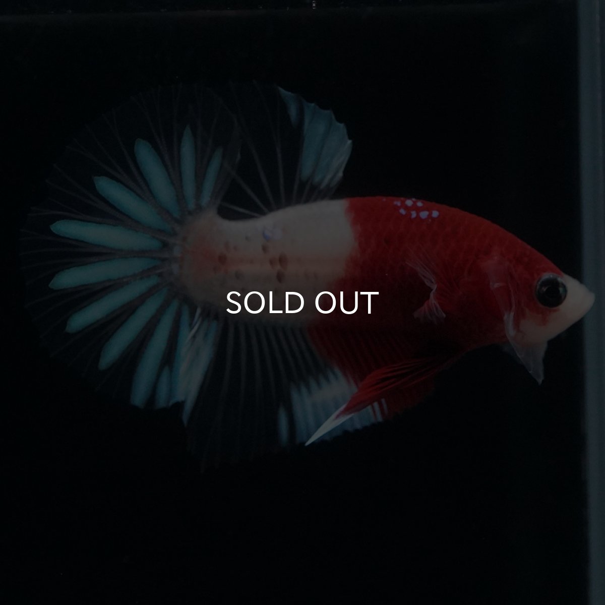 画像15: HMPK　紅白クリアフィン (15)