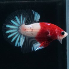 画像15: HMPK　紅白クリアフィン (15)