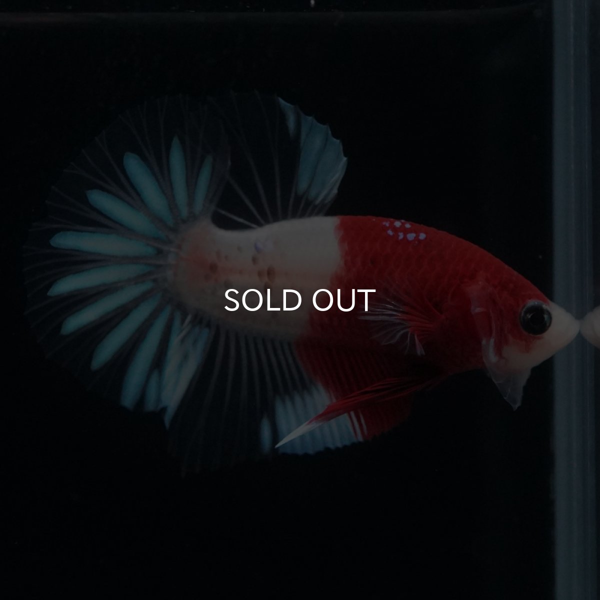 画像3: HMPK　紅白クリアフィン (3)