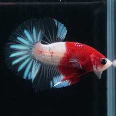 画像3: HMPK　紅白クリアフィン (3)