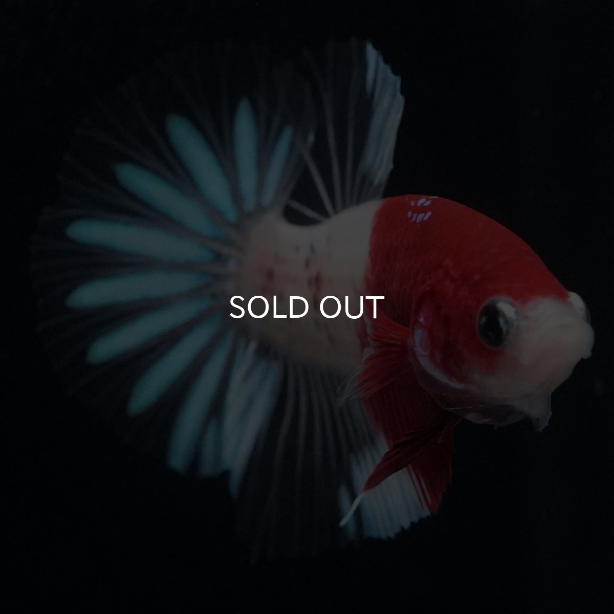 画像4: HMPK　紅白クリアフィン (4)