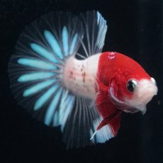 画像4: HMPK　紅白クリアフィン (4)