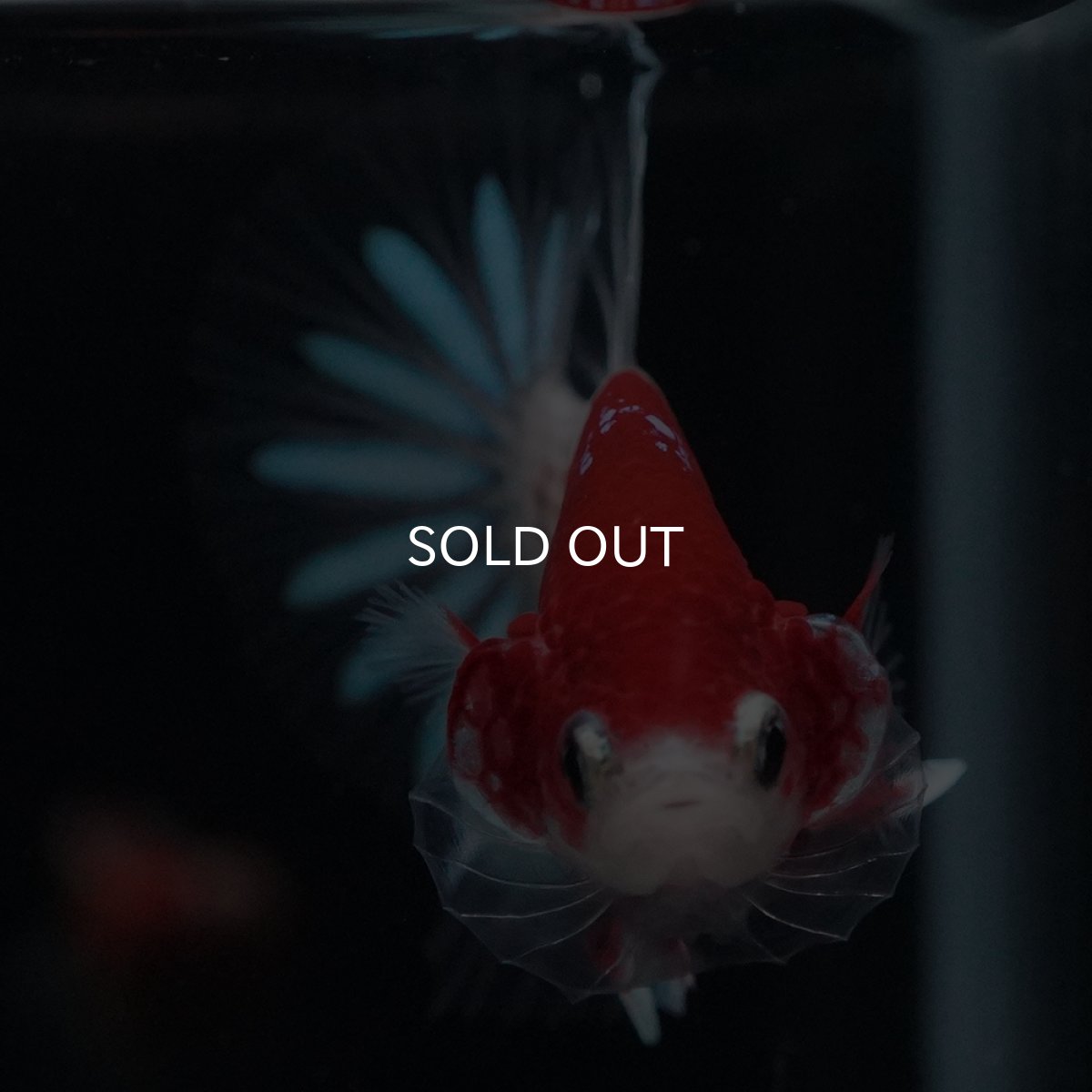 画像14: HMPK　紅白クリアフィン (14)