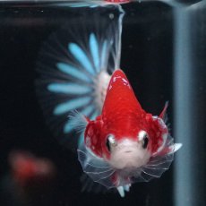 画像14: HMPK　紅白クリアフィン (14)