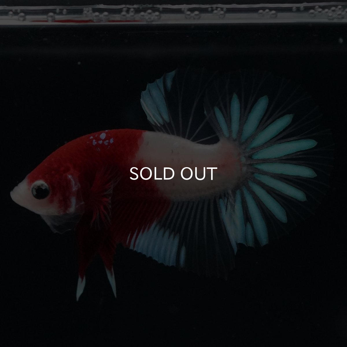 画像13: HMPK　紅白クリアフィン (13)