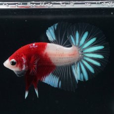 画像13: HMPK　紅白クリアフィン (13)