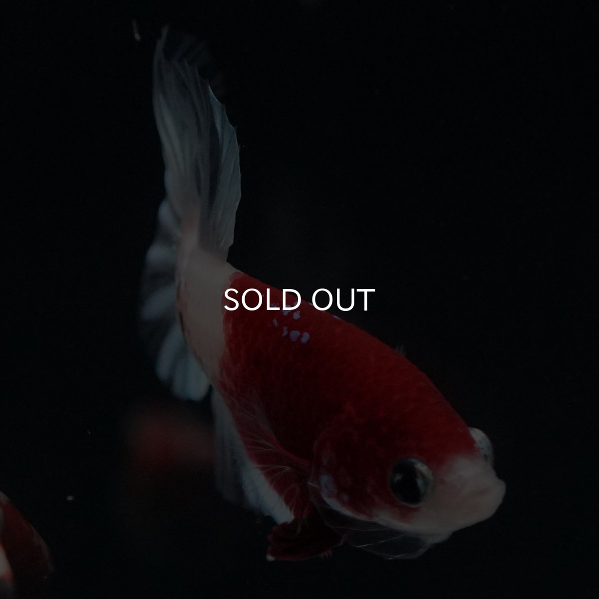 画像12: HMPK　紅白クリアフィン (12)