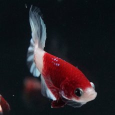 画像12: HMPK　紅白クリアフィン (12)