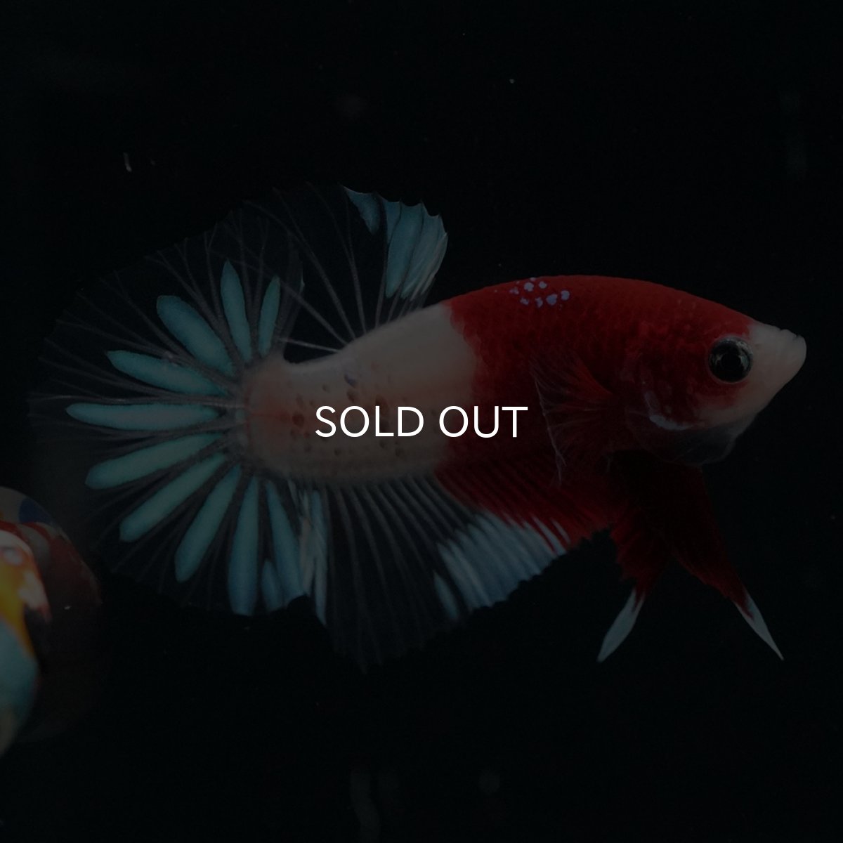 画像11: HMPK　紅白クリアフィン (11)