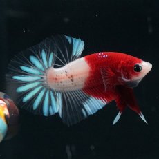 画像11: HMPK　紅白クリアフィン (11)