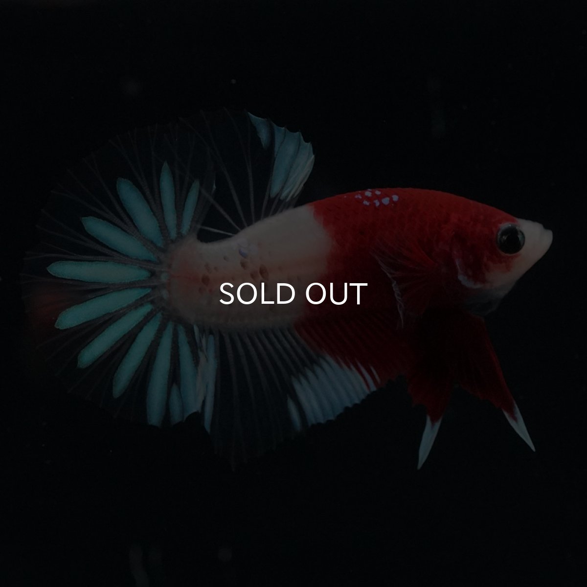 画像10: HMPK　紅白クリアフィン (10)