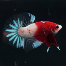 画像10: HMPK　紅白クリアフィン (10)