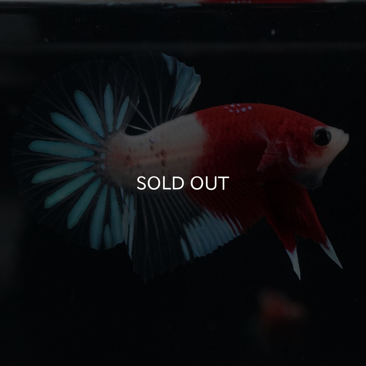 画像9: HMPK　紅白クリアフィン (9)