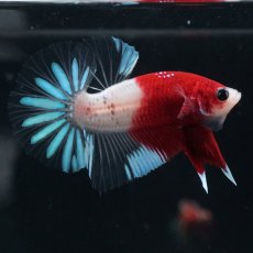 画像9: HMPK　紅白クリアフィン (9)