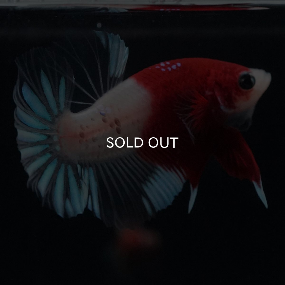 画像8: HMPK　紅白クリアフィン (8)