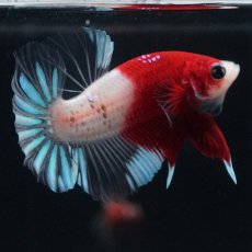 画像8: HMPK　紅白クリアフィン (8)