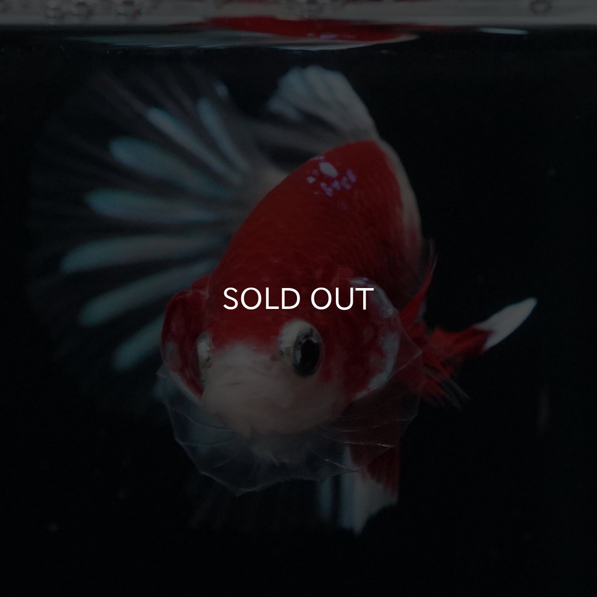 画像7: HMPK　紅白クリアフィン (7)