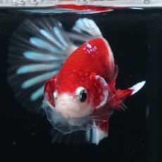 画像7: HMPK　紅白クリアフィン (7)