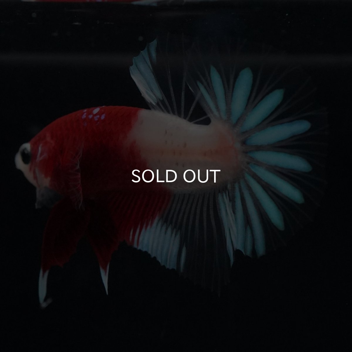 画像6: HMPK　紅白クリアフィン (6)