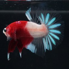 画像6: HMPK　紅白クリアフィン (6)