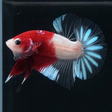 画像2: HMPK　紅白クリアフィン (2)