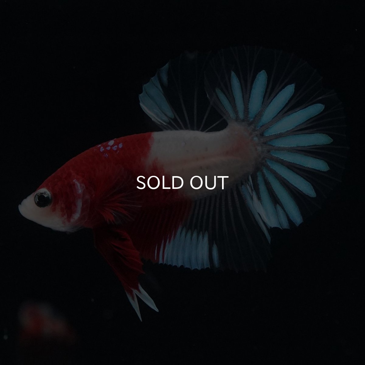 画像5: HMPK　紅白クリアフィン (5)