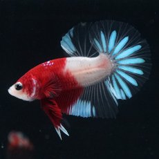 画像5: HMPK　紅白クリアフィン (5)