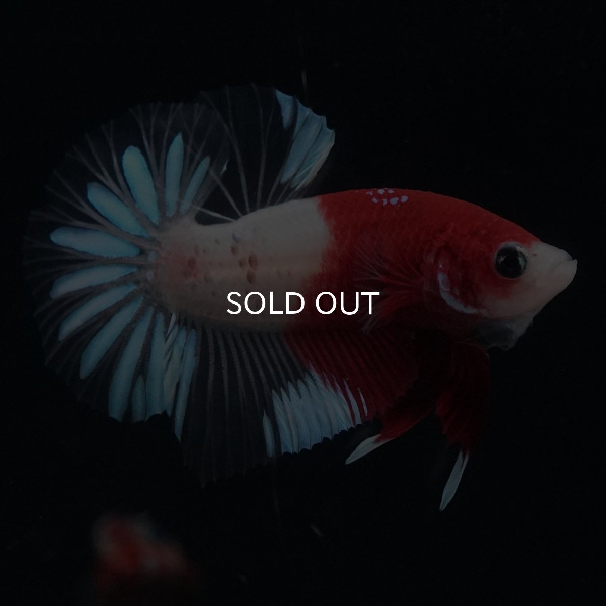 画像1: HMPK　紅白クリアフィン (1)