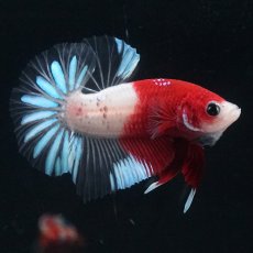 画像1: HMPK　紅白クリアフィン (1)