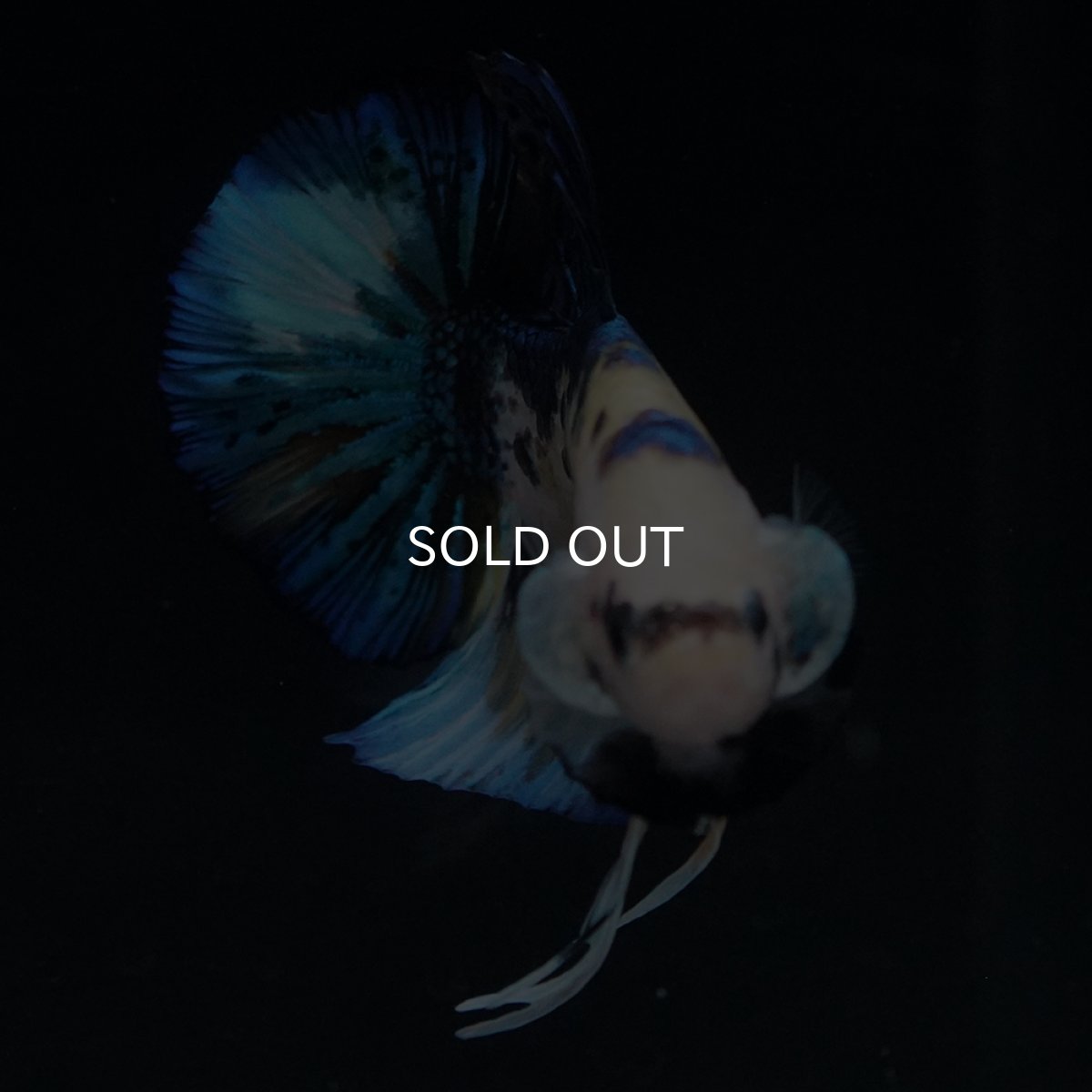 画像16: HMPK　イエロータイガー (16)