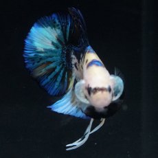 画像16: HMPK　イエロータイガー (16)