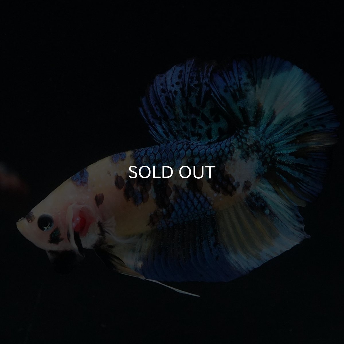 画像15: HMPK　イエロータイガー (15)