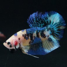 画像15: HMPK　イエロータイガー (15)