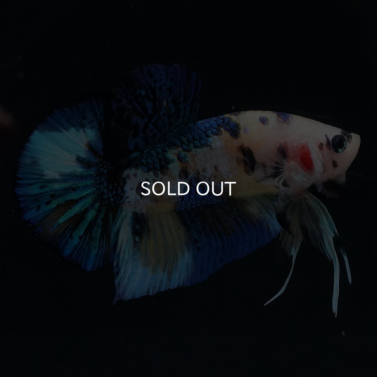 画像14: HMPK　イエロータイガー (14)