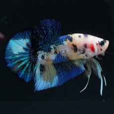 画像14: HMPK　イエロータイガー (14)