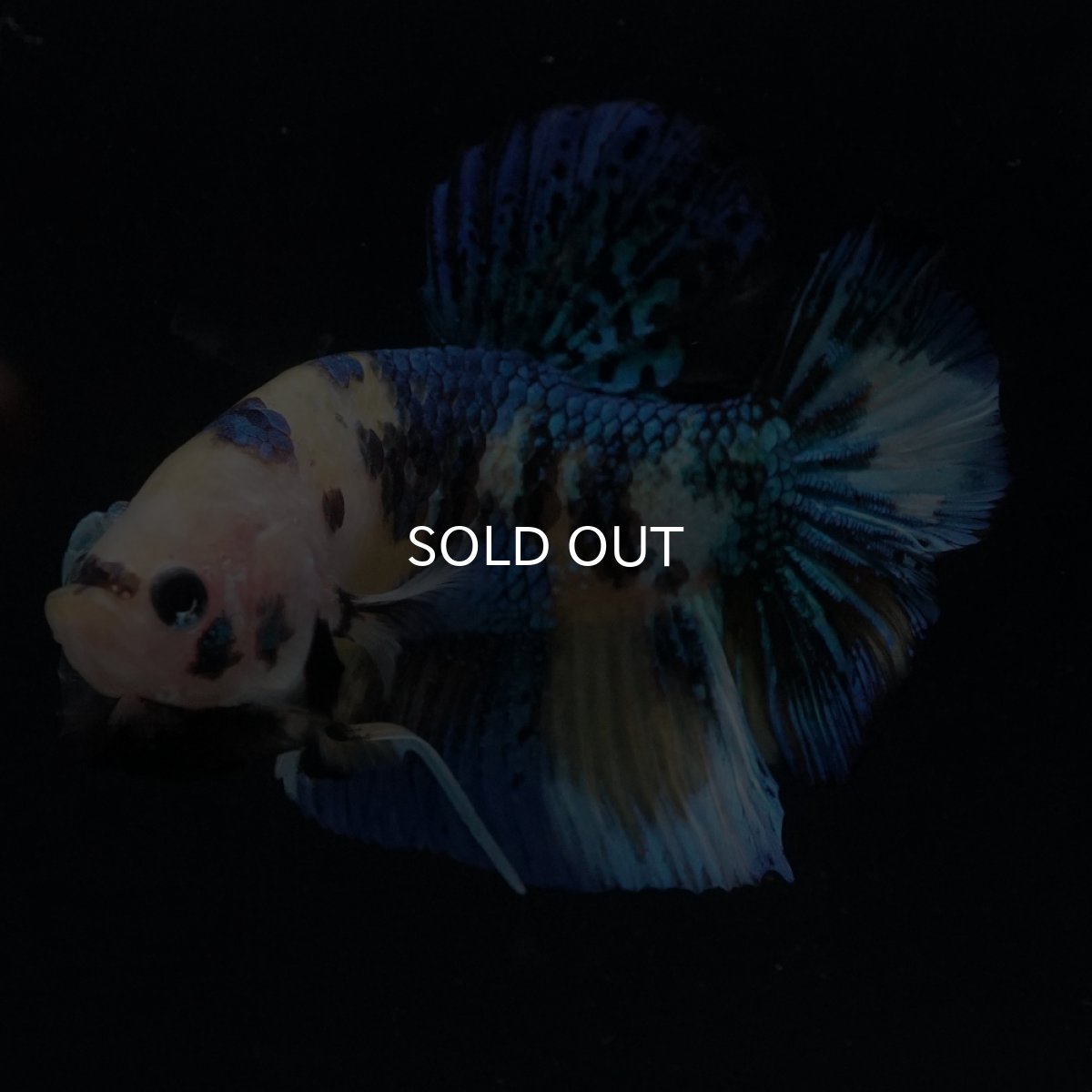 画像13: HMPK　イエロータイガー (13)